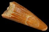 Fossil Pterosaur (Siroccopteryx) Tooth - Morocco #183667-1